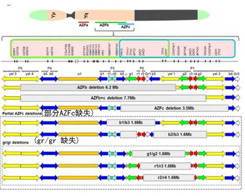 上海世纪助孕在哪里_上海世纪助孕集团官网,重庆三代试管在线咨询 2024重庆市
