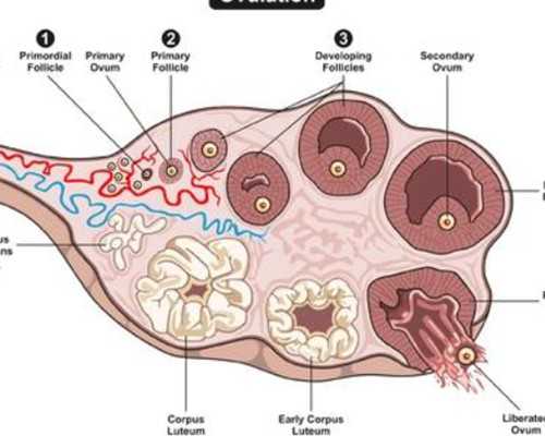 同性试管婴儿原理,同性第三代试管选性别能做吗,同性供卵三代先性别需要满足