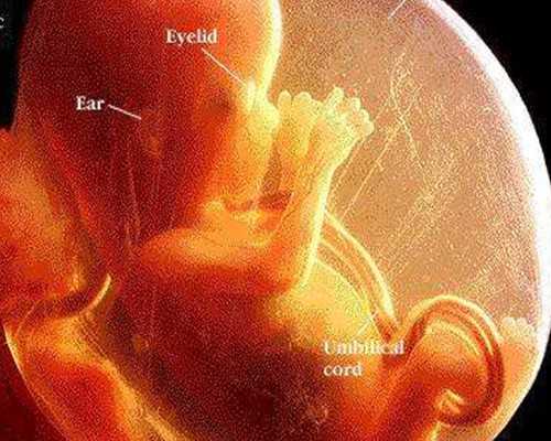 女生和女生只能生女孩,同性恋者做试管婴儿，一次要收多少钱？