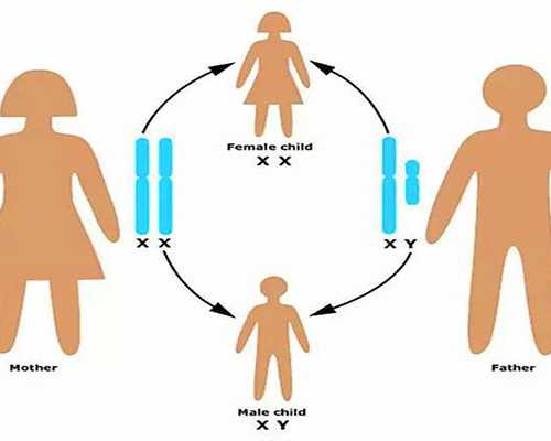 供卵试管哪家成功率高,石家庄专业助孕价格-试管助孕机构