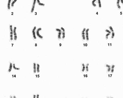 供卵代生资询,石家庄专业助孕价格-试管助孕机构