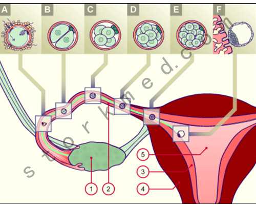 上海世纪助孕陆仁嘉_广州世纪助孕官网,重庆正规助孕价格表 重庆计生研究所精