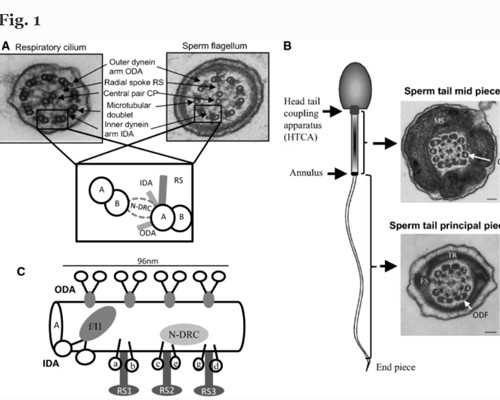 les试管费用,男同性恋去美国做供卵试管婴儿要多少费用