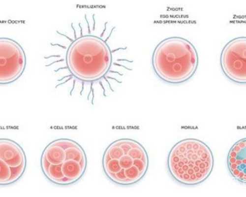 做试管前期吃什么调理药可以提高卵子和精子质