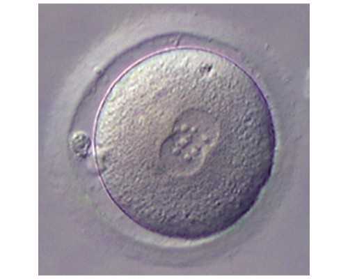 (未婚可以试管)陕西未婚女性能试管生孩子吗