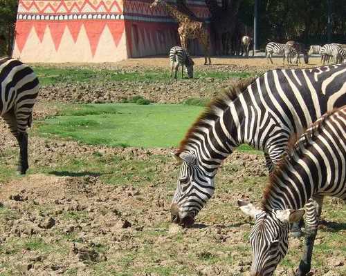 a卵b怀不需要精子吗,试管婴儿助孕中心：同性可以试管婴儿么？
