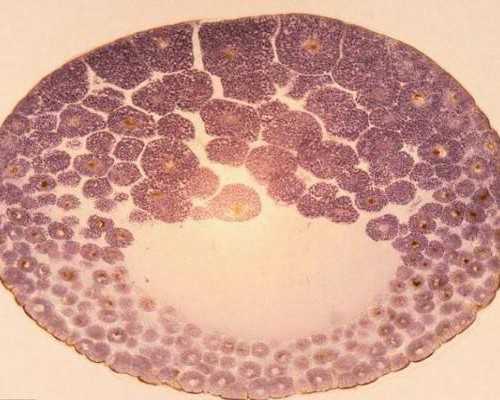 助孕哪个医院能做B超,代妈最大的助孕公司优贝贝怎么找