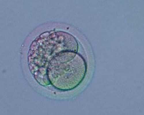 上海世纪助孕生殖中心怎么样_上海世纪助孕集团官网优贝贝助孕资深,重庆供卵