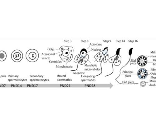 上海世纪助孕可靠吗_深圳世纪助孕中心,重庆试管代怀中介联系 2024重庆供精人