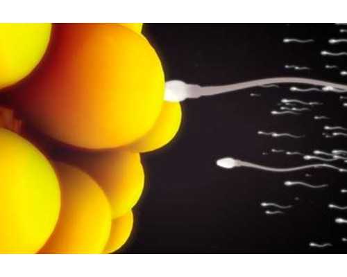 鑫宝助孕|2024南通供卵第三代试管婴儿医院排名一览？附试管胚胎移植成功率费