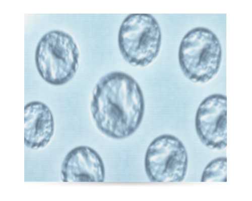 供卵试管资讯官网,哈尔滨助孕医院电话,备孕排卵期吃什么助孕