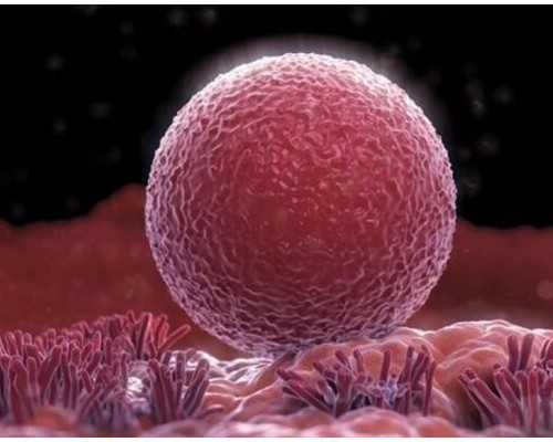 百合怎么生孩子事例,拉萨同性试管2代多少钱_三代试管助孕机构