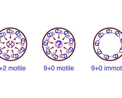 两个女的能试管吗,在同性做人工授精（试管），中信湘雅生殖与遗传专科医院