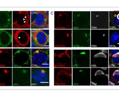 供卵助孕收费合理吗,石家庄助孕网