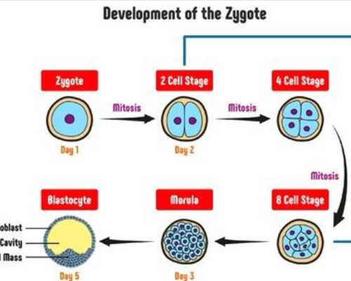 精索静脉曲张术后睾丸疼痛难忍