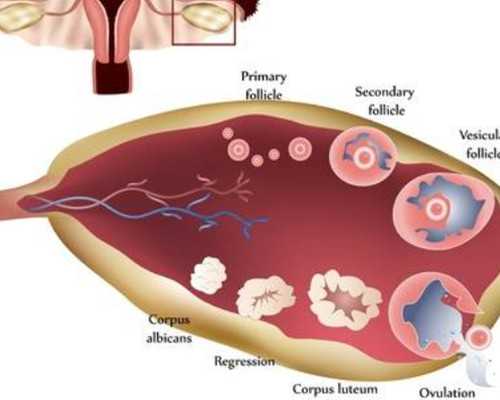 32个名额！经济困难不孕者可来同性申请免费试管赠药