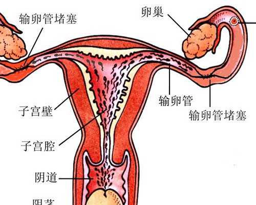 les怎么生孩子啊,银川同性恋想要孩子怎做-试管助孕机构