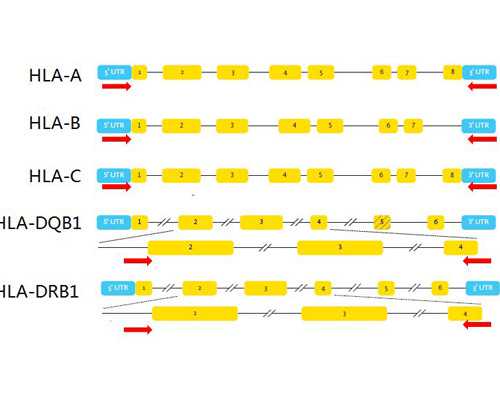 <strong>公立医院供卵-孕4周hcg数值15是生化妊娠了吗？</strong>