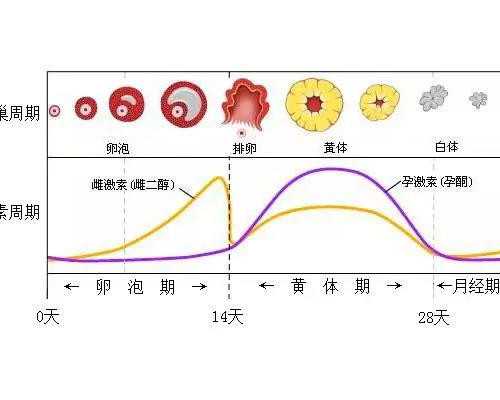 武汉那个助孕公司靠谱,宁德最大的助孕公司优贝贝怎么找